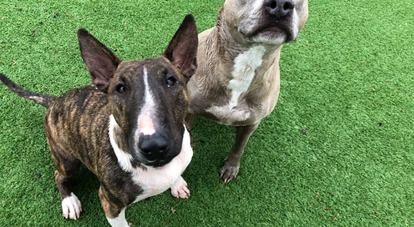 4 Paws Pet Resort in Mesa, AZ