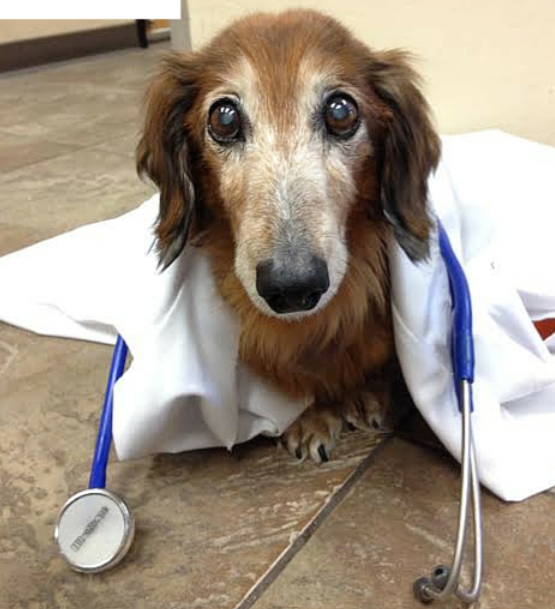 Neighborhood Vet Clinic in Mesa, AZ